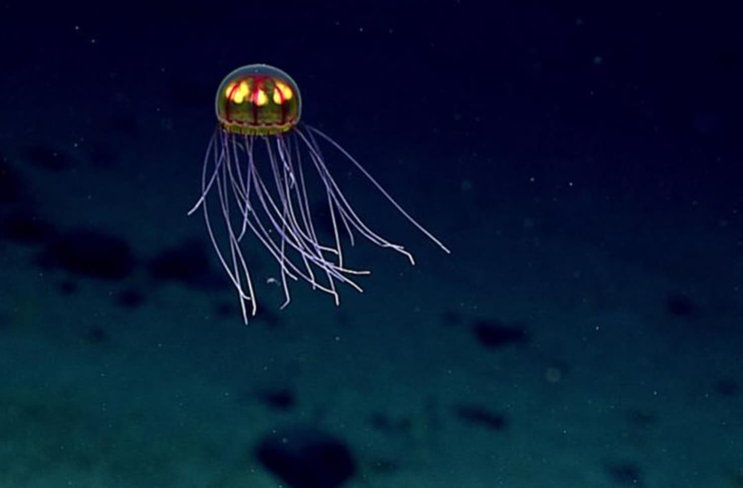 The Mariana Trench was named a United States national monument in 2009.